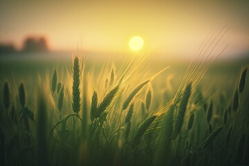 Fototapeta premium Golden Hour in the Fields: A Majestic Sunset in a Rolling Green Landscape created with Generative AI technology