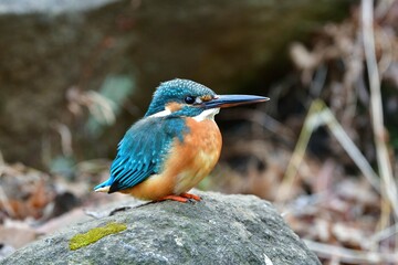 川や公園の水辺を彩る、青緑とオレンジの美しい野鳥、飛ぶ宝石と呼ばれるカワセミ
