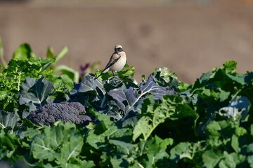 モンゴルや中国から渡来する、めったに見られない珍しく美しい小鳥、サバクヒタキ
