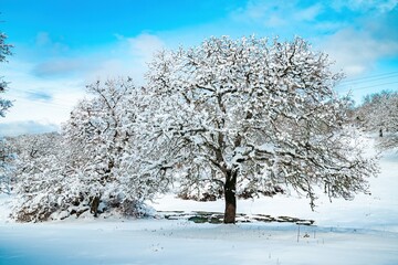 A tree in snowy landscape