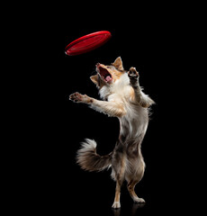 Plakat crazy Dog jumping over the disc. Pet in the studio on a black background. Active Border Collie