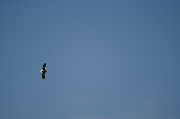 Steller's sea eagle Haliaeetus pelagicus in flight. Kiyosato. Okhotsk Subprefecture. Hokkaido. Japan.