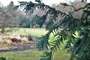 baum natur gr&uuml;n dekoration ast