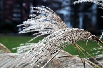 flora natur blaetter herbst  gr&uuml;n gras