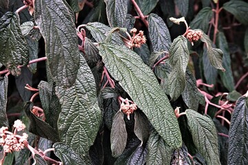 Blatt blume natur garden fiora