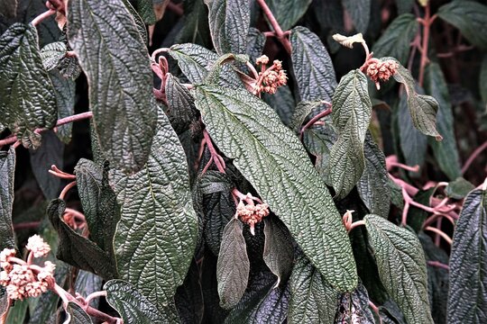 Blatt blume natur garden fiora