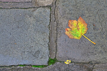 Autumn leaf on stone paving slab