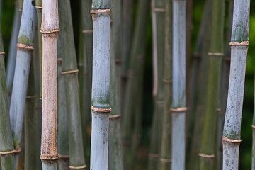 Bamboo stems