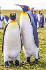 Volunteer Point, Falkland Islands, UK