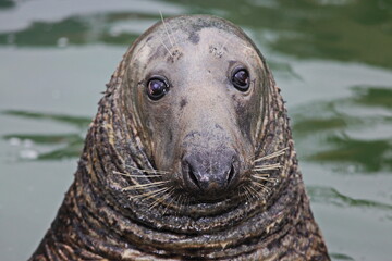 Fototapeta premium Sad old seal with wistful face