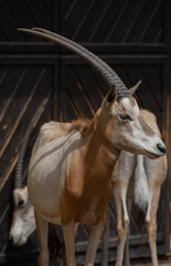 Gemsbok Oryx gazella, walking in the zoo paddock.