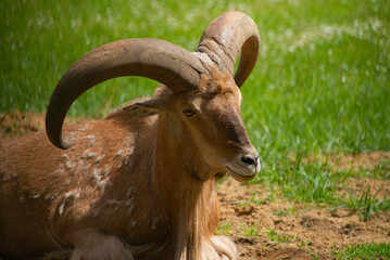 Close-up portrait of Tahr, Wild Goat the kind of Asian Artiodactyla that ungulates. Wild Mouflon on a green field.