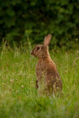 Cute Wild Brown Rabbit Walking in the green field on a sunny spring day. Adorable wild bunny in the meadow.