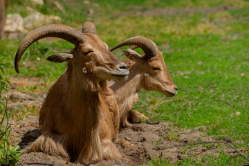 Close-up portrait of Tahr, Wild Goat the kind of Asian Artiodactyla that ungulates. Wild Mouflon on a green field.