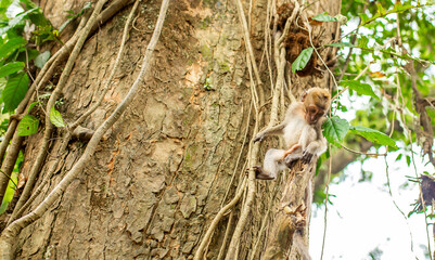 Monkeys in nature in the jungle of Thailand. A flock of monkeys in the trees. Wildlife scene with wild animals.
