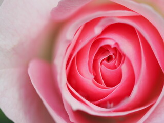 Fototapeta na wymiar ピンクのバラ