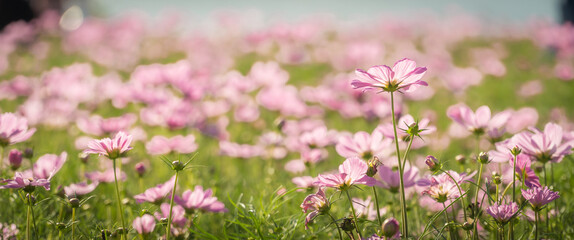 Obraz na płótnie Canvas Pink cosmos flowers in the field with bokeh blurred background.
