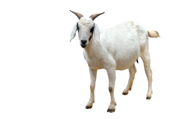 Somali goat isolated on transparent background png file