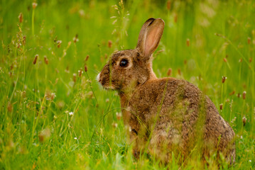 Cute Wild Brown Rabbit Walking in the green field on a sunny spring day. Adorable wild bunny in the meadow.