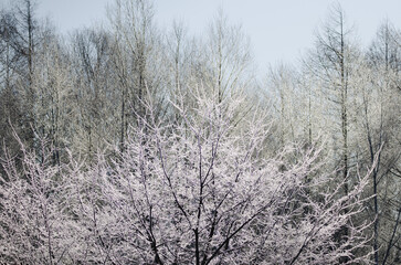 Shrub covered with frost. Akan Mashu National Park. Hokkaido. Japan.