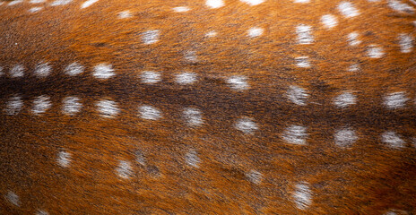 Sika deer fur close up. Red animal fur background, fur texture. Dappled deer.