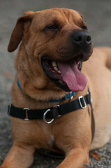 Shelter dog laying down with tongue out