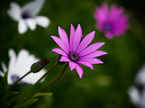 Macro close up of violet purple Osteospermum dimorphotheca ecklonis flower plant with green background in New Zealand