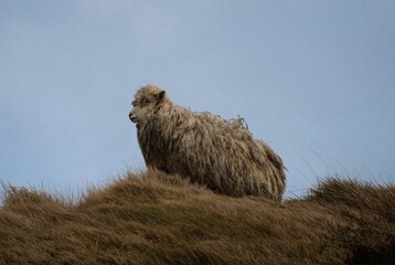 Close up of an unshorn sheep with long wool standing in high grass resisting strong wind forces of...