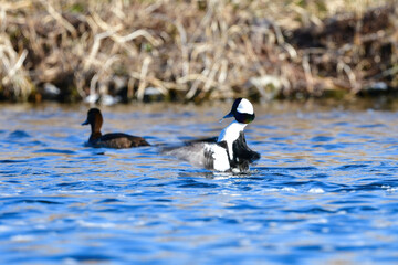 純白の羽と虹色に輝く顔がとても美しい、めったに見られない珍しいカモの仲間、ヒメハジロ