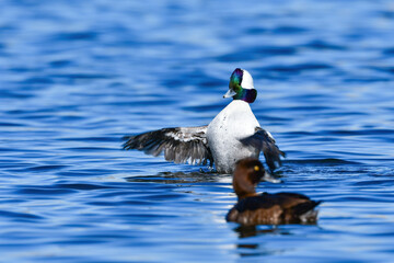多摩川に渡来した珍しいカモの仲間、虹色の頭が美しい人気者のヒメハジロ