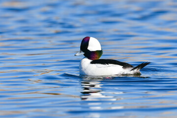 純白の羽と虹色に輝く顔がとても美しい、めったに見られない珍しいカモの仲間、ヒメハジロ