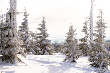 Fototapeta na wymiar Winter forest on the skiing resort Spindleruv Mlyn, Krkonose, Czech Republic 