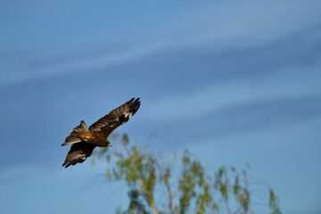 Black Kite flying in blue sky