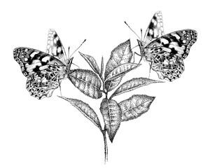 Two butterflies on flower. Vanessa cardui, Painted Lady, Cosmopolitan. Insects in garden on plant leaves. Realistic hand-drawn vector sketch.