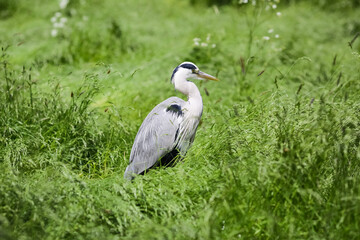 Heron ( Ardea cinerea)