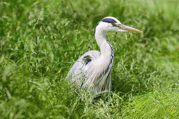 Naklejka premium Heron ( Ardea cinerea)