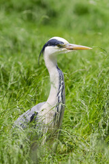 Heron ( Ardea cinerea)