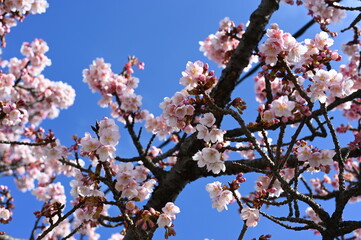 cherry tree blossom