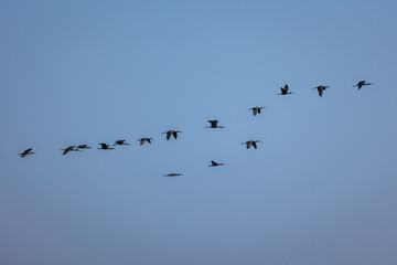 Group of Glossy Ibis birds flying on blue sky background
