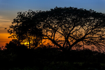 Naklejka na ściany i meble Silhouette big tree in the field with sunset sky behind the tree