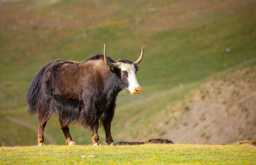 A herd of yaks graze in the mountains. Himalayan big yak in a beautiful landscape. Hairy cow cattle wild animal in nature in Tibet. Sunny summer day in the wild. Farm animal in Nepal and Tibet.