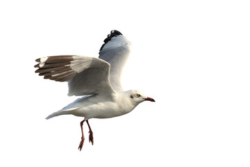 Beautiful seagull flying isolated on transparent background png file