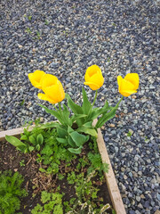 Blossoming yellow tulips growing in the corner of the flower bed