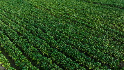Agricultural tobacco green leaves and texture plantation farmland. aerial view