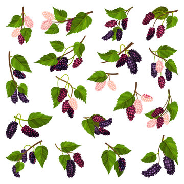 Mulberry Branch with Immature Pink Berries and Ripe Black Big Vector Set