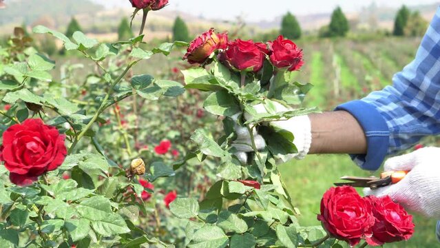 A farmer is pruning a rose that has already bloomed in a rose garden. to people and flower farm concept.