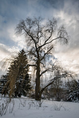 kaczka, ptactwo, woda, 