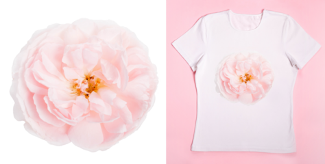 Beautiful pink rose close-up isolated head and example of use on a women's t-shirt