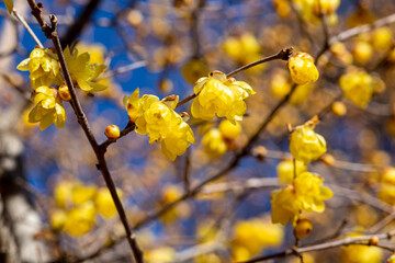 Wintersweet flowers blooming in early spring.