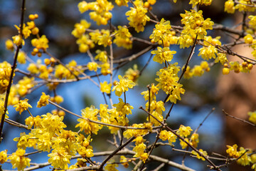 Wintersweet flowers blooming in early spring.